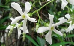 Confederate Jasmine Vine (Trachelospermum Jasminoides) - 3 Gallon Pot -Wilson Bros Gardens Shop Jasmine Confederate Vine 2