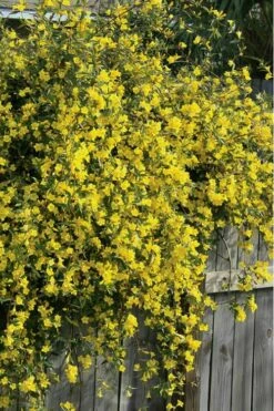 Duet Yellow Jasmine (Jessamine) - 2 Gallon Pot -Wilson Bros Gardens Shop Jasmine Duet 8
