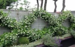 Madison Confederate Jasmine - 3 Gallon Pot -Wilson Bros Gardens Shop Jasmine Madison 12