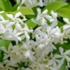 Madison Confederate Jasmine - 3 Gallon Pot