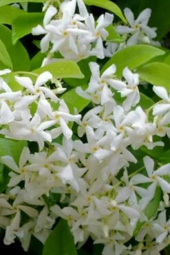 Madison Confederate Jasmine - 3 Gallon Pot