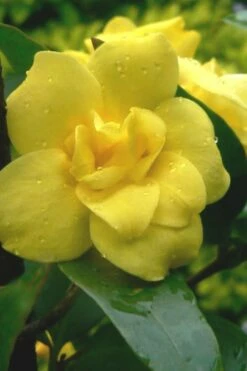 Pride Of Augusta Double Flowering Carolina Jasmine - 3 Gallon Pot