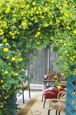 Pride Of Augusta Double Flowering Carolina Jasmine - 2 Gallon Pot -Wilson Bros Gardens Shop Jasmine Pride Of Augusta 2