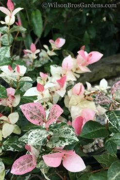 Snow N Summer Asiatic Jasmine - 6 Pack Of 1 Gallon Pots -Wilson Bros Gardens Shop Jasmine Snow n Summer 20 2