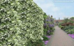 Variegated Confederate Jasmine - Trachelospermum Jasminoides - 6 Pack Of 1 Gallon Pots -Wilson Bros Gardens Shop Jasmine Variegated Confederate 11 1