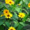 Jerusalem Artichoke (Helianthus Tubersosus)