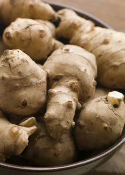 Jerusalem Artichoke (Helianthus Tubersosus) -Wilson Bros Gardens Shop Jerusalemartichokeplantforsalesowexoticnursery 1