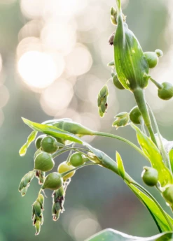 Job's Tears (Coix Lacryma-jobi) -Wilson Bros Gardens Shop Job s Tears Coix lacryma jobi