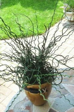 Big Twister Giant Corkscrew Rush (Juncus Effusus) - 1 Gallon Pot -Wilson Bros Gardens Shop Juncus Big Twister 10 1