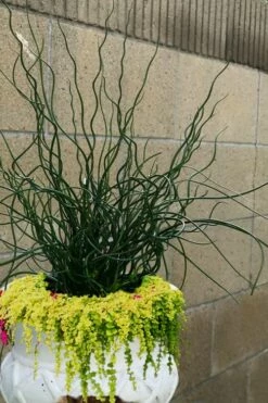 Big Twister Giant Corkscrew Rush (Juncus Effusus) - 1 Gallon Pot -Wilson Bros Gardens Shop Juncus Big Twister 12 1
