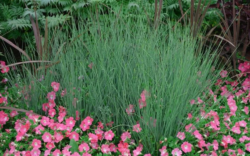 Blue Arrows Rush (Juncus Inflexus) - 5 Pack Of Quart Pots 5 Blue Arrows Rush (Juncus Inflexus) - 5 Pack Of Quart Pots - Image 5