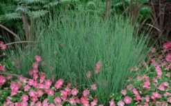Blue Arrows Rush (Juncus Inflexus) - 1 Gallon Pot 10 Blue Arrows Rush (Juncus Inflexus) - 1 Gallon Pot -Wilson Bros Gardens Shop Juncus Blue Arrows 12 3