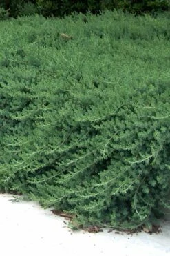 Blue Pacific Juniper - 6-Pack Of 1 Gallon Pots -Wilson Bros Gardens Shop Juniper Blue Pacific 11