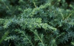 Blue Pacific Juniper - 6-Pack Of 1 Gallon Pots -Wilson Bros Gardens Shop Juniper Blue Pacific 12