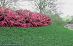 Blue Pacific Juniper - 6-Pack Of 1 Gallon Pots -Wilson Bros Gardens Shop Juniper Blue Pacific 16