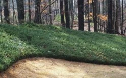 Blue Pacific Juniper - 6-Pack Of 1 Gallon Pots -Wilson Bros Gardens Shop Juniper Blue Pacific