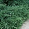 Blue Sargent Juniper - 6-Pack Of 1 Gallon Pots