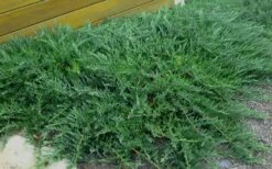 Blue Sargent Juniper - 3 Gallon Pot -Wilson Bros Gardens Shop Juniper Blue Sargent Rev 2