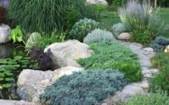 Blue Star Juniper - 6-Pack Of 1 Gallon Pots -Wilson Bros Gardens Shop Juniper Blue Star 14 1