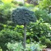 Blue Star Juniper Tree (Single Trunk Topiary) - 1 Gallon Pot