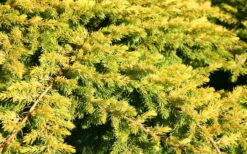 All Gold Golden Pacific Juniper - 3 Gallon Pot 12 All Gold Golden Pacific Juniper - 3 Gallon Pot -Wilson Bros Gardens Shop Juniper Golden Pacific 10