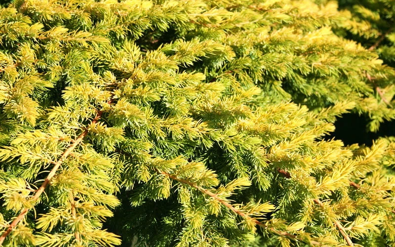 All Gold Golden Pacific Juniper - 3 Gallon Pot 6 All Gold Golden Pacific Juniper - 3 Gallon Pot - Image 6