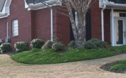 Green Mound Juniper - 2 Gallon Pot -Wilson Bros Gardens Shop Juniper Green Mound 1