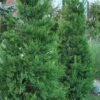 Hetzi Columnar Juniper - 7 Gallon Pot (3-4')