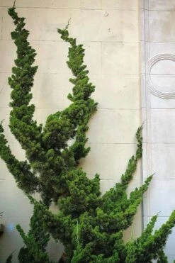 Hollywood Torulosa Juniper - 1 Gallon Pot -Wilson Bros Gardens Shop Juniper Hollywood 12 3