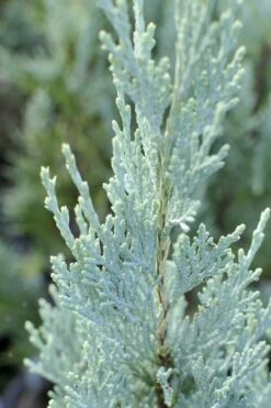 Moonglow Pyramidal Blue Juniper - 7 Gallon Pot (3-4') -Wilson Bros Gardens Shop Juniper Moonglow 3 1