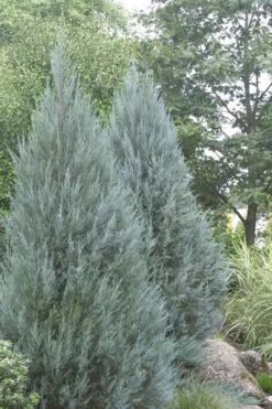 Moonglow Pyramidal Blue Juniper - 3 Gallon Pot -Wilson Bros Gardens Shop Juniper Moonglow 4