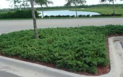 Parsons Juniper - Juniperus Davurica 'Parsonii' - 6 Pack Of 1 Gallon Pots -Wilson Bros Gardens Shop Juniper Parsons 5