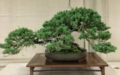 Parsons Juniper - Juniperus Davurica 'Parsonii' - 6 Pack Of 1 Gallon Pots -Wilson Bros Gardens Shop Juniper Parsons Bonsai