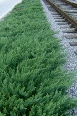 Parsons Juniper - Juniperus Davurica 'Parsonii' - 6 Pack Of 1 Gallon Pots