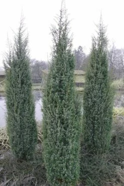 Skyrocket Columnar Juniper - 3 Gallon Pot -Wilson Bros Gardens Shop Juniper Skyrocket 1