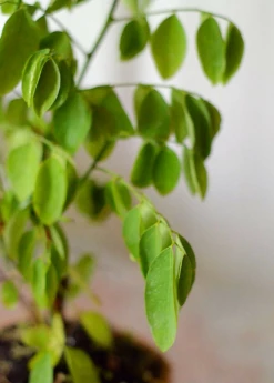 Katuk (Sauropus Androgynus) -Wilson Bros Gardens Shop Katuk Sauropus androgynus Sow Exotic 2