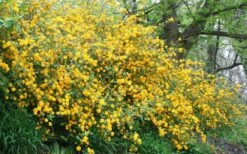 Japanese Marigold Bush (Kerria Japonica 'Pleniflora') - 5 Pack Of Quart Pots -Wilson Bros Gardens Shop Kerria 18 2