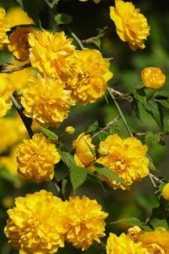 Japanese Marigold Bush (Kerria Japonica 'Pleniflora') - 5 Pack Of Quart Pots -Wilson Bros Gardens Shop Kerria 22 2