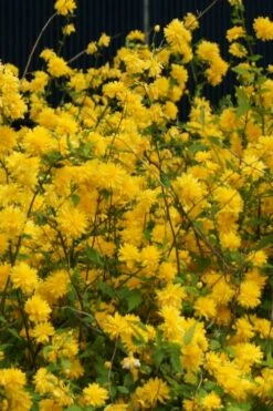 Japanese Marigold Bush (Kerria Japonica 'Pleniflora') - 5 Pack Of Quart Pots -Wilson Bros Gardens Shop Kerria 5 2