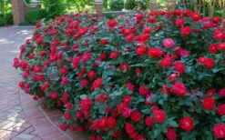 Red Double Knock Out Rose - 5 Gallon Pot 9 Red Double Knock Out Rose - 5 Gallon Pot -Wilson Bros Gardens Shop Knock Out Rose Double Red 7
