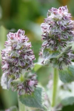 Silky Fleece Dwarf Lambs Ear (Stachys Byzantina) - 5 Pack Of Quarts Pots -Wilson Bros Gardens Shop Lambs Ear Silky Fleece 5 1