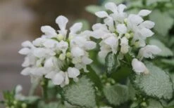 White Nancy Lamium - 5 Pack Of Pint Pots -Wilson Bros Gardens Shop Lamium White Nancy 1