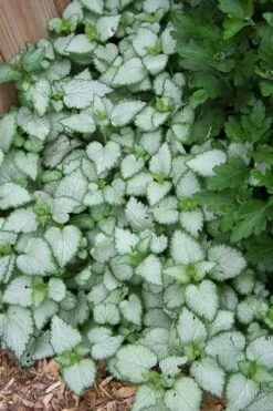 White Nancy Lamium - 5 Pack Of Pint Pots -Wilson Bros Gardens Shop Lamium White Nancy 3