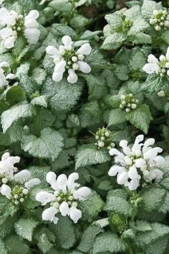 White Nancy Lamium - 5 Pack Of Pint Pots -Wilson Bros Gardens Shop Lamium White Nancy 4