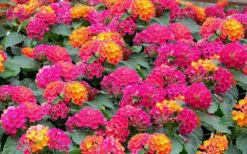 Little Lucky Hot Pink Lantana - 1 Gallon Pot -Wilson Bros Gardens Shop Lantana Little Lucky Hot Pink3