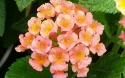 Little Lucky Peach Glow Lantana - 1 Gallon Pot -Wilson Bros Gardens Shop Lantana Little Lucky Peach Glow Flower Closeup