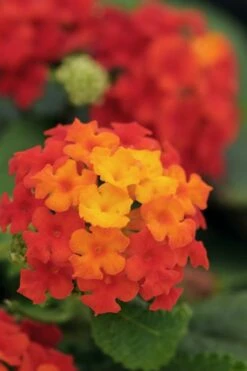 Little Lucky Red Lantana - 6 Inch Pot