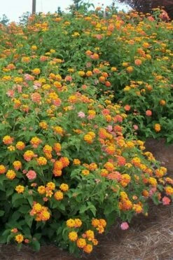 Miss Huff Hardy Lantana - 6 Pack Of 1 Gallon Pots -Wilson Bros Gardens Shop Lantana Miss Huff 14