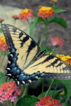 Miss Huff Hardy Lantana - 5 Pack Of Quart Pots -Wilson Bros Gardens Shop Lantana Miss Huff 16 2