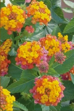 Miss Huff Hardy Lantana - 6 Pack Of 1 Gallon Pots -Wilson Bros Gardens Shop Lantana Miss Huff 50 1